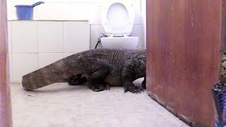 Komodo Dragon In Bathroom  Planet Earth II