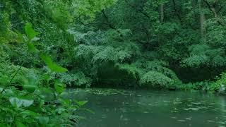 The beautiful forest is raining170  sleep relax meditate study work ASMR