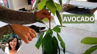 Avocado Pflanze schneiden - Avocadobaum schneiden Anleitung