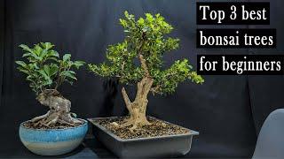 Top 3 best bonsai trees for beginners easy to take care of