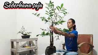 Pembentukan awal bahan bonsai serut yang sangat sederhana.