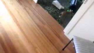 Cat Laser Bowling