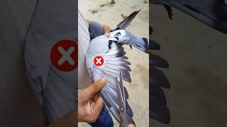How to pigeon feather cutting short video #shorts #youtubeshorts #trending #vairalshort