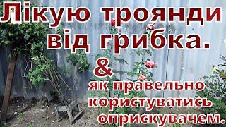 Лікую троянди від грибка як правельно користуватися оприскувачем.