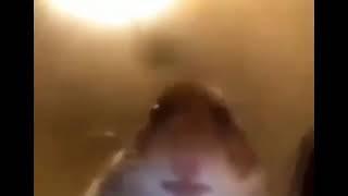 Hamster Call Staring at Camera meme 2019