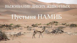 ЗВЕРИ РОЖДЕННЫЕ ВЫЖИВАТЬ ПУСТЫНЯ НАМИБ Документальный фильм Nat Geo WILD