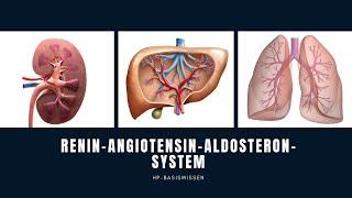 Renin-Angiotensin-Aldosteron-System RAAS   Heilpraktikerwissen