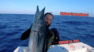 6 Wahoo In 3 Hours  Commercial Spearfishing  Profit Breakdown