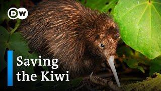 Saving the Kiwi Protecting New Zealands national bird  DW Documentary