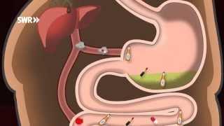 Wie entgiftet der Körper?  SWR Wissen