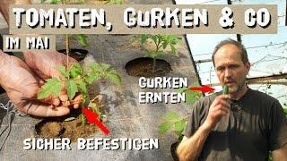 Tomaten im Mai - Befestigen Tomatenhaken Gurken Paprika Erdbeeren