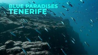 Diving TENERIFE - Spain - Underwater Video 4K - BLUE PARADISES S03