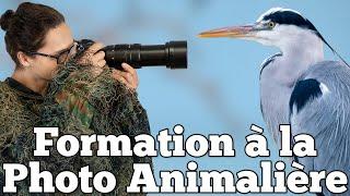 Formation à la Photographie Animalière Gratuite 