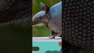 Hewan ini??Kakinya Sangat Kuat Menggali Lubang Apa Namanya ya? #short #kakihewan #armadillo