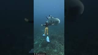 ️HUGE MANTA RAY OFF THE COAST #FloridaWhillys #Adventure #Florida #mantaray ️