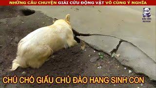 Chú Chó giấu chủ đào hang sinh con và Câu Chuyện đằng sau  review Con Người và Cuộc Sống