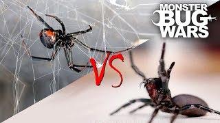 Spider vs Spider Showdowns #1-5  MONSTER BUG WARS