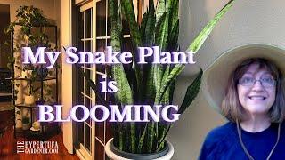 I Have A Blooming Snake Plant It Lasted About 6 Weeks  Sansevieria Zeylanica Blooming
