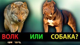 Отличия собак от волков