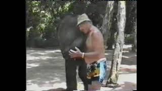 Смешные видео приколы Слон
