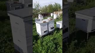 Друге розширення бджолиних сімей.