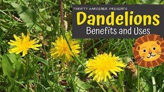 Dandelion Benefits and Uses
