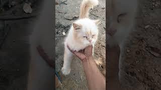 minta di mandiin #shortvideo #shortyoutube #shorts #persia #kucing #kucinglucu #kucingimut #viral