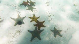 The amazing world of SEA STARS - Michamvi Pingwe  ZANZIBAR