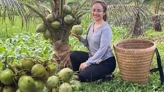 FULL VIDEO 60 days of harvesting Siamese coconuts and lychees to sell at the market