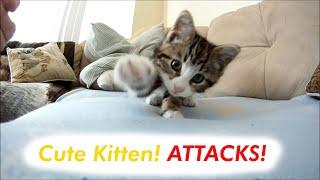 Kitten attacks Camera