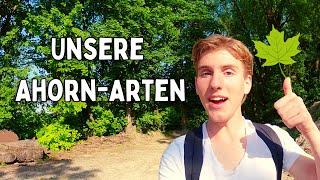 Ahornmania - Eine kurze Reise durch unsere heimischen Ahorn-Baum-Arten Unterscheiden für Anfänger