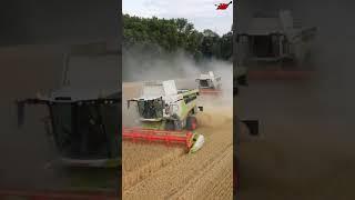 Claas Wheat Harvesting Parade #ikadanysuwanto