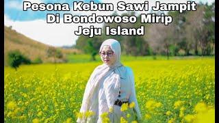 VIRAL PESONA KEBUN SAWI DI JAMPIT KABUPATEN BONDOWOSO - JAWA TIMUR MIRIP JEJU ISLAND-KOREA