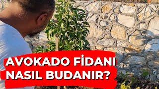 Avokado Fidanı Nasıl Budanır? Avokado Şekil Budaması