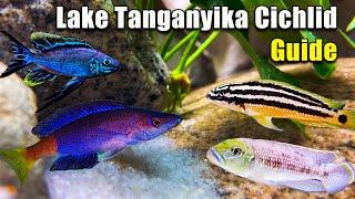 Everything You NEED to Know About Lake Tanganyika Cichlids