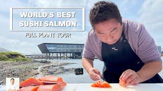 Why This Is The Best Salmon For Sushi - Exclusive Full Plant Operation Tour