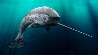 Narwhal - Amazing Animal