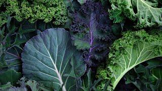 The Green Revolution Harnessing the Power of Leafy Superfoods