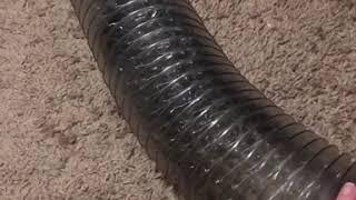 Cute Ferrets  Playing inside The Hose