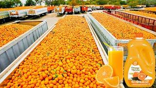 How Orange Juice Is Made In Factory  Fresh Orange Juice Factory Process