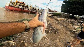 PESCA Y COCINA pescado asado COMIDA GRATIS. pesca urbana