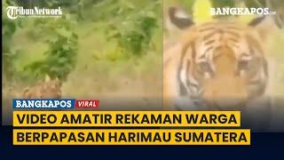 Viral Harimau Sumatera Direkam Warga BKSDA Sumut Pastikan Bukan di Hutan TNGL