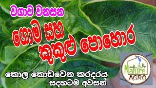 ම්රිස් කොල කොඩ වීම පාලනය  ගෙවතු වගාව  leaf curl complex  home garden  kola koda wima palanaya