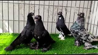 Beautiful birds Uzbek Tumbler Pigeons Quality Birds 