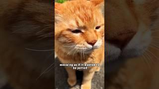 Kitten  love lasts forever #rescue #animals #cat #shortvideo