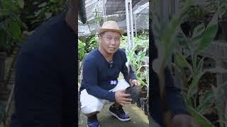 EMANG POHON PISANG ADA VARIGATANYA ???? #shorts #varigata #juraganlahan #viral