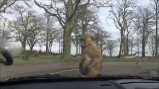 Knowsley Safari Park Feb 2017 Baboons destroying our car  funny