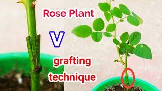 Simple Rose Grafting TechniqueRose GraftingRose plant v Grafting  technique