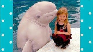 Amazing Funny Dolphin Make Baby Laugh Funny Baby And Pet