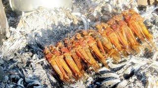 Locust Meal  Tiddi Karahi  Tiddi Dal Biryani in Sindh Kitchen Cuisine Tiddi Dal Pakistan